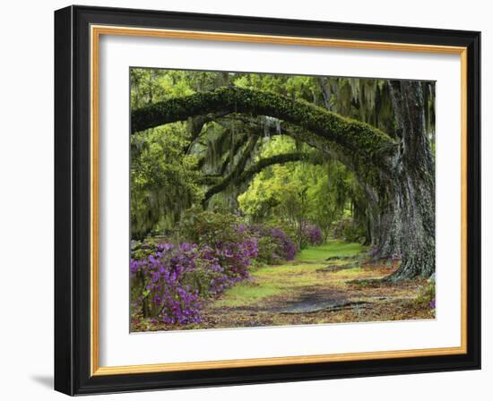 Coast Live Oaks and Azaleas Blossom, Magnolia Plantation, Charleston, South Carolina, USA-Adam Jones-Framed Photographic Print