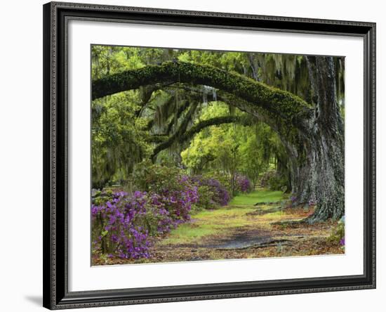 Coast Live Oaks and Azaleas Blossom, Magnolia Plantation, Charleston, South Carolina, USA-Adam Jones-Framed Photographic Print