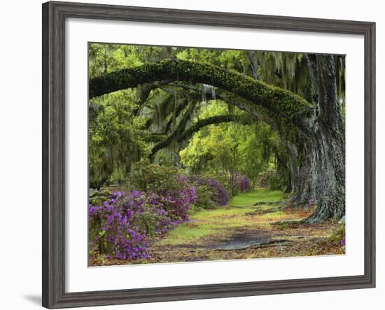 Coast Live Oaks and Azaleas Blossom, Magnolia Plantation, Charleston, South Carolina, USA-Adam Jones-Framed Photographic Print