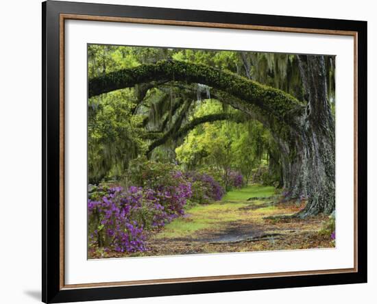 Coast Live Oaks and Azaleas Blossom, Magnolia Plantation, Charleston, South Carolina, USA-Adam Jones-Framed Photographic Print