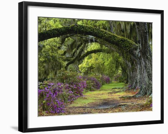 Coast Live Oaks and Azaleas Blossom, Magnolia Plantation, Charleston, South Carolina, USA-Adam Jones-Framed Photographic Print