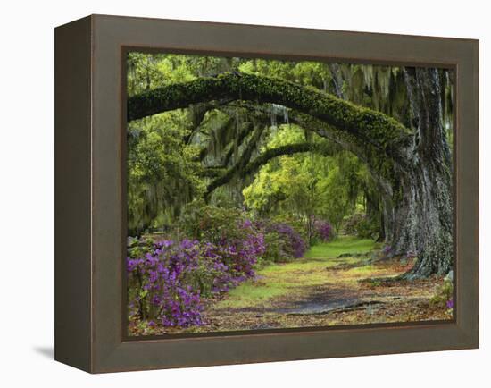 Coast Live Oaks and Azaleas Blossom, Magnolia Plantation, Charleston, South Carolina, Usa-Adam Jones-Framed Premier Image Canvas