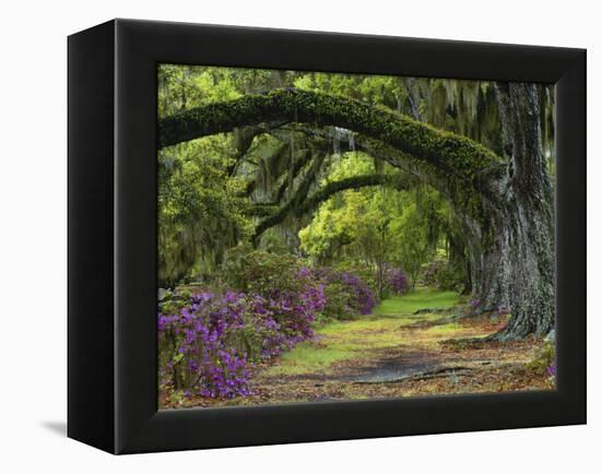 Coast Live Oaks and Azaleas Blossom, Magnolia Plantation, Charleston, South Carolina, Usa-Adam Jones-Framed Premier Image Canvas