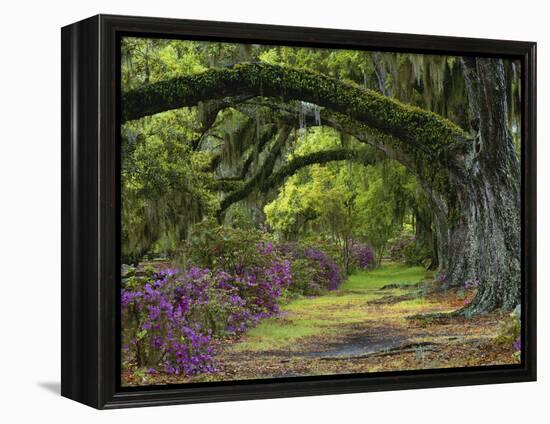 Coast Live Oaks and Azaleas Blossom, Magnolia Plantation, Charleston, South Carolina, Usa-Adam Jones-Framed Premier Image Canvas