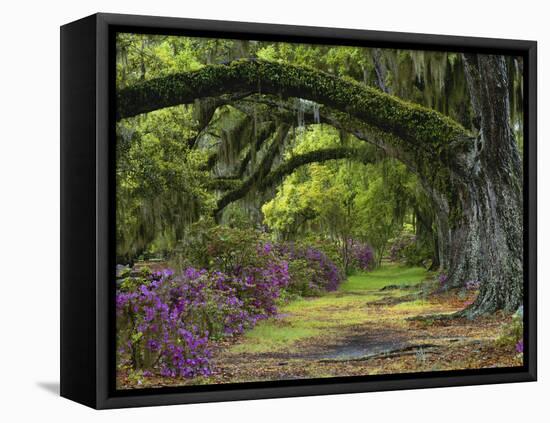 Coast Live Oaks and Azaleas Blossom, Magnolia Plantation, Charleston, South Carolina, Usa-Adam Jones-Framed Premier Image Canvas