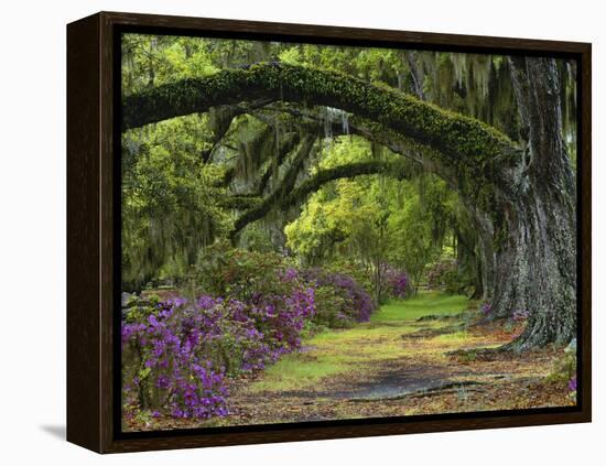 Coast Live Oaks and Azaleas Blossom, Magnolia Plantation, Charleston, South Carolina, Usa-Adam Jones-Framed Premier Image Canvas