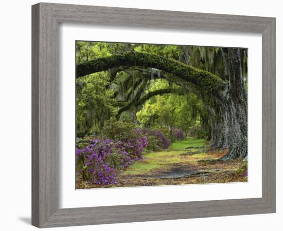 Coast Live Oaks and Azaleas Blossom, Magnolia Plantation, Charleston, South Carolina, Usa-Adam Jones-Framed Photographic Print