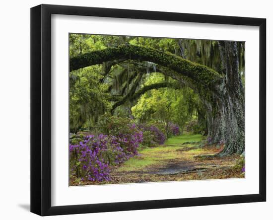 Coast Live Oaks and Azaleas Blossom, Magnolia Plantation, Charleston, South Carolina, Usa-Adam Jones-Framed Photographic Print