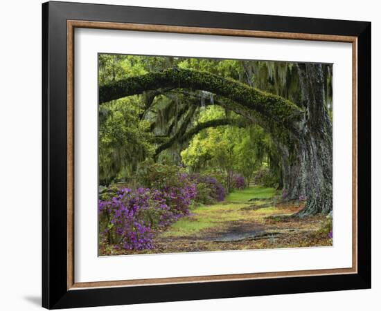 Coast Live Oaks and Azaleas Blossom, Magnolia Plantation, Charleston, South Carolina, Usa-Adam Jones-Framed Photographic Print