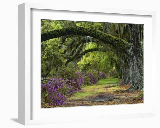 Coast Live Oaks and Azaleas Blossom, Magnolia Plantation, Charleston, South Carolina, Usa-Adam Jones-Framed Photographic Print