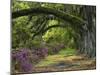 Coast Live Oaks and Azaleas Blossom, Magnolia Plantation, Charleston, South Carolina, Usa-Adam Jones-Mounted Photographic Print