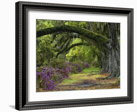 Coast Live Oaks and Azaleas Blossom, Magnolia Plantation, Charleston, South Carolina, Usa-Adam Jones-Framed Photographic Print