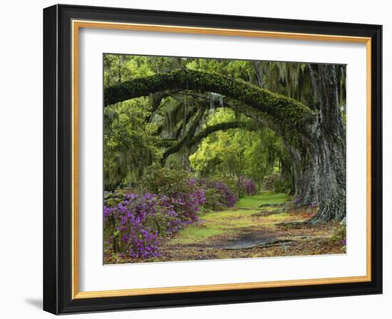 Coast Live Oaks and Azaleas Blossom, Magnolia Plantation, Charleston, South Carolina, Usa-Adam Jones-Framed Photographic Print