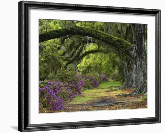 Coast Live Oaks and Azaleas Blossom, Magnolia Plantation, Charleston, South Carolina, Usa-Adam Jones-Framed Photographic Print