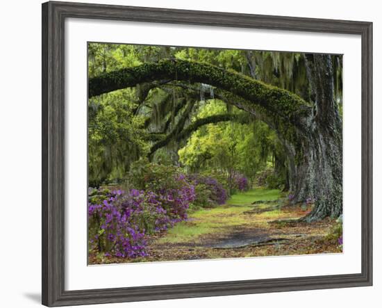 Coast Live Oaks and Azaleas Blossom, Magnolia Plantation, Charleston, South Carolina, Usa-Adam Jones-Framed Photographic Print