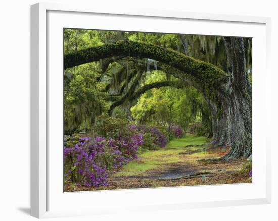 Coast Live Oaks and Azaleas Blossom, Magnolia Plantation, Charleston, South Carolina, Usa-Adam Jones-Framed Photographic Print