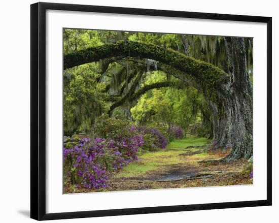 Coast Live Oaks and Azaleas Blossom, Magnolia Plantation, Charleston, South Carolina, Usa-Adam Jones-Framed Photographic Print