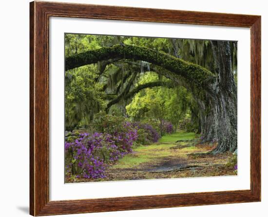 Coast Live Oaks and Azaleas Blossom, Magnolia Plantation, Charleston, South Carolina, Usa-Adam Jones-Framed Photographic Print