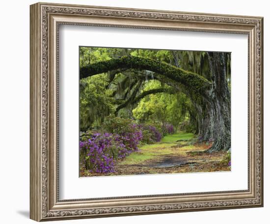 Coast Live Oaks and Azaleas Blossom, Magnolia Plantation, Charleston, South Carolina, USA-Adam Jones-Framed Photographic Print