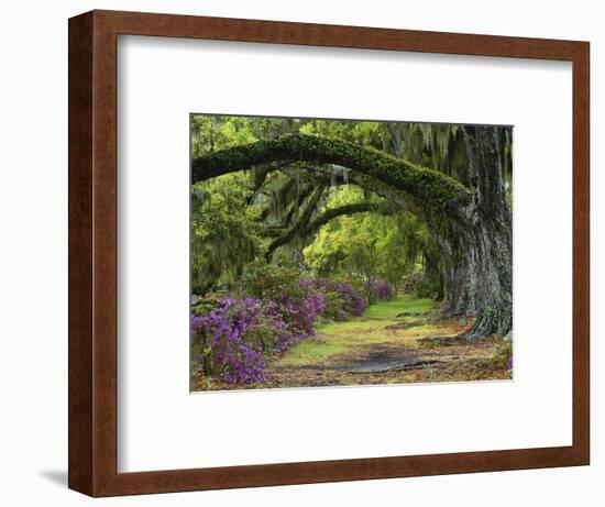 Coast Live Oaks and Azaleas Blossom, Magnolia Plantation, Charleston, South Carolina, USA-Adam Jones-Framed Photographic Print