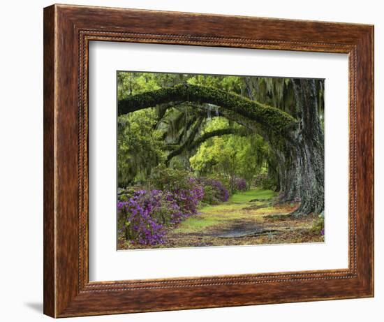 Coast Live Oaks and Azaleas Blossom, Magnolia Plantation, Charleston, South Carolina, USA-Adam Jones-Framed Photographic Print