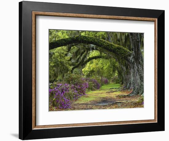 Coast Live Oaks and Azaleas Blossom, Magnolia Plantation, Charleston, South Carolina, USA-Adam Jones-Framed Photographic Print