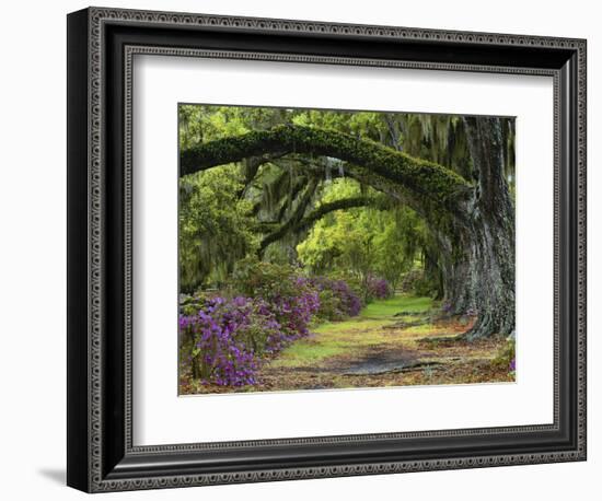 Coast Live Oaks and Azaleas Blossom, Magnolia Plantation, Charleston, South Carolina, USA-Adam Jones-Framed Photographic Print