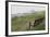 Coast Looking South with the Silhouette of Bamburgh Castle on the Horizon Bamburgh England-Natalie Tepper-Framed Photo