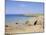 Coast, Quiberon, Cote Sauvage, Brittany, France, Europe-Firecrest Pictures-Mounted Photographic Print