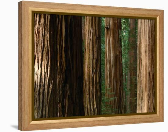 Coast Redwood Trees, Humboldt Redwoods State Park, USA-Nicholas Pavloff-Framed Premier Image Canvas