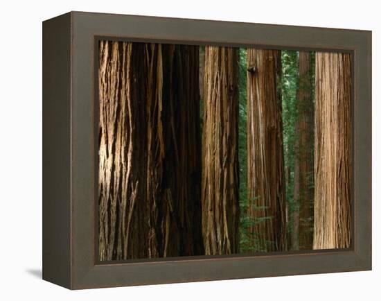 Coast Redwood Trees, Humboldt Redwoods State Park, USA-Nicholas Pavloff-Framed Premier Image Canvas