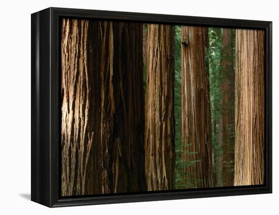 Coast Redwood Trees, Humboldt Redwoods State Park, USA-Nicholas Pavloff-Framed Premier Image Canvas