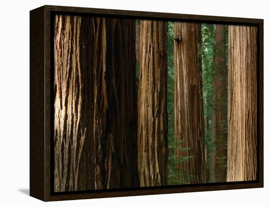 Coast Redwood Trees, Humboldt Redwoods State Park, USA-Nicholas Pavloff-Framed Premier Image Canvas