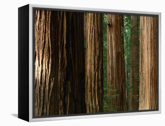 Coast Redwood Trees, Humboldt Redwoods State Park, USA-Nicholas Pavloff-Framed Premier Image Canvas