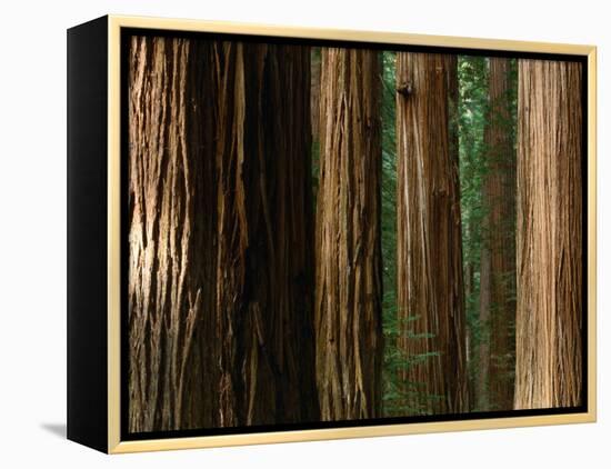 Coast Redwood Trees, Humboldt Redwoods State Park, USA-Nicholas Pavloff-Framed Premier Image Canvas