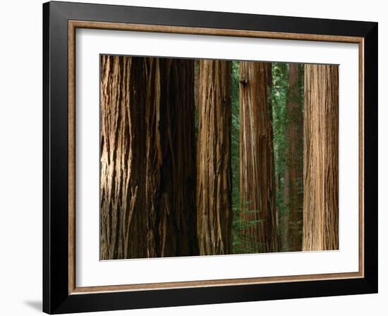 Coast Redwood Trees, Humboldt Redwoods State Park, USA-Nicholas Pavloff-Framed Premium Photographic Print