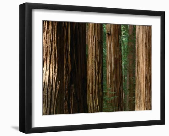 Coast Redwood Trees, Humboldt Redwoods State Park, USA-Nicholas Pavloff-Framed Premium Photographic Print