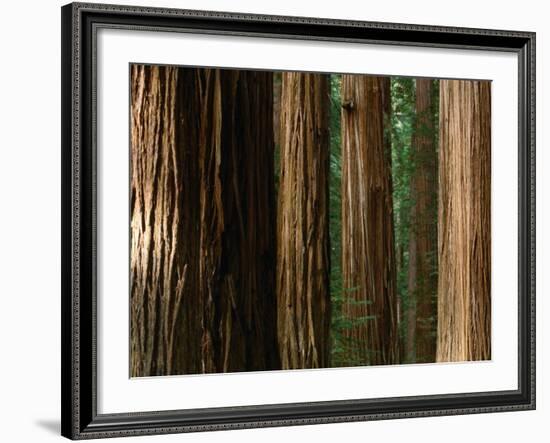 Coast Redwood Trees, Humboldt Redwoods State Park, USA-Nicholas Pavloff-Framed Photographic Print