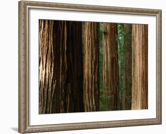 Coast Redwood Trees, Humboldt Redwoods State Park, USA-Nicholas Pavloff-Framed Photographic Print