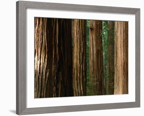 Coast Redwood Trees, Humboldt Redwoods State Park, USA-Nicholas Pavloff-Framed Photographic Print