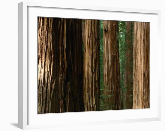 Coast Redwood Trees, Humboldt Redwoods State Park, USA-Nicholas Pavloff-Framed Photographic Print