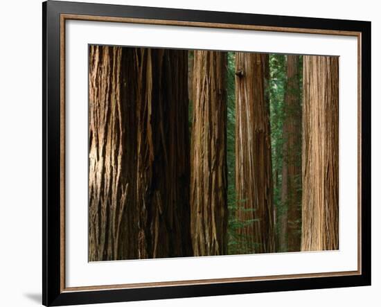 Coast Redwood Trees, Humboldt Redwoods State Park, USA-Nicholas Pavloff-Framed Photographic Print