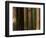 Coast Redwood Trees, Humboldt Redwoods State Park, USA-Nicholas Pavloff-Framed Photographic Print