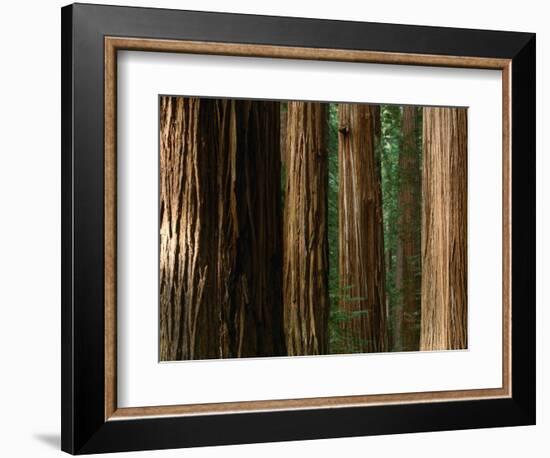 Coast Redwood Trees, Humboldt Redwoods State Park, USA-Nicholas Pavloff-Framed Photographic Print