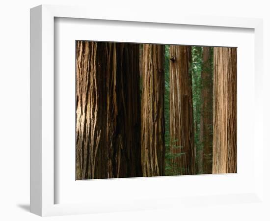 Coast Redwood Trees, Humboldt Redwoods State Park, USA-Nicholas Pavloff-Framed Photographic Print