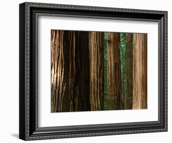 Coast Redwood Trees, Humboldt Redwoods State Park, USA-Nicholas Pavloff-Framed Photographic Print