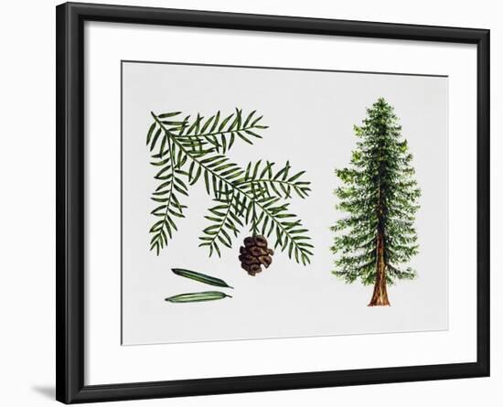 Coast Redwood-null-Framed Giclee Print