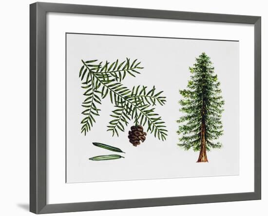 Coast Redwood-null-Framed Giclee Print