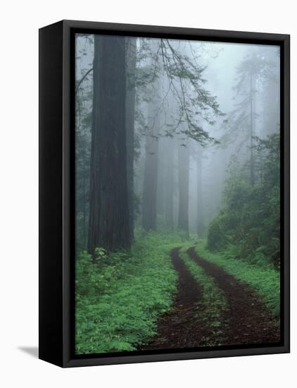 Coast Trail, Old Highway 101 with Coast Redwoods, Del Norte Coast State Park, California, USA-Jamie & Judy Wild-Framed Premier Image Canvas