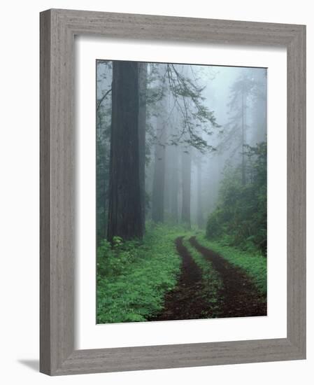 Coast Trail, Old Highway 101 with Coast Redwoods, Del Norte Coast State Park, California, USA-Jamie & Judy Wild-Framed Photographic Print